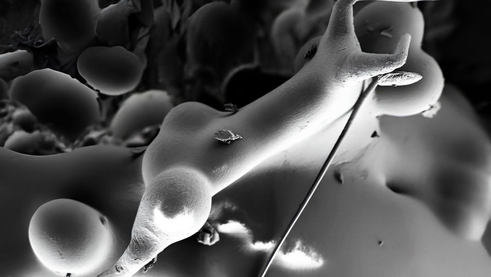 E-Öğrenme: Plastik Bilimi